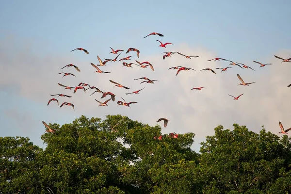 Eine Schar Rosafarbener Flamingos Fliegt Über Die Sattgrünen Baumwipfel — Stockfoto