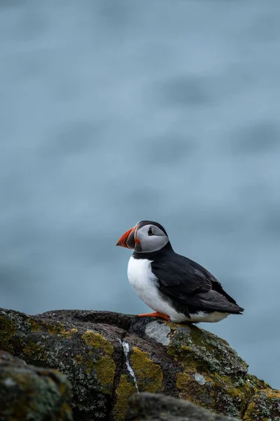 Tiro Vertical Pássaro Puffin Atlântico Sentado Penhasco Costeiro Com Oceano — Fotografia de Stock