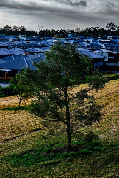 A vertical shot of a lonely tree growing on the field on the background of buildings with blue roofs