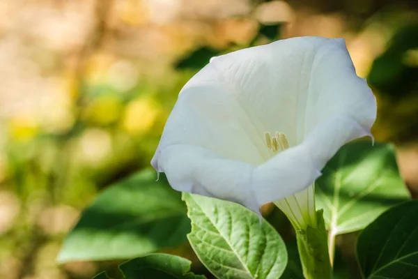 Biały Kwiat Rośliny Datura Kształcie Dzwonu — Zdjęcie stockowe