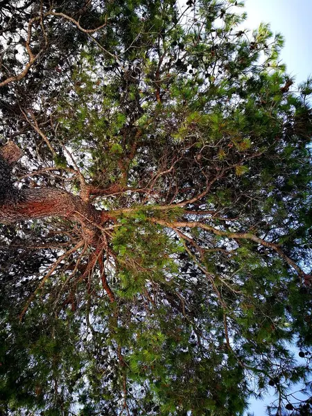 Lovitură Unghi Scăzut Ramuri Copac Cer Albastru Într Însorită — Fotografie, imagine de stoc