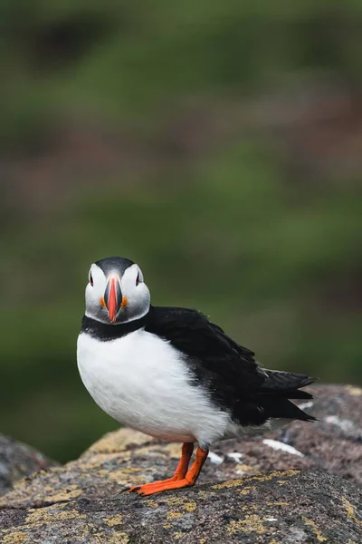 Atlantik Martı Kuşunun Dikey Görüntüsü Bulanık Bir Arka Planı Olan — Stok fotoğraf
