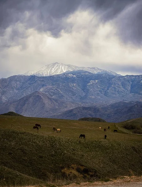 Tiro Vertical Montanhas Nevadas Vacas Pastando Prado — Fotografia de Stock