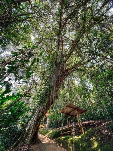 아구스틴 콜롬비아에서 나무의 — 스톡 사진