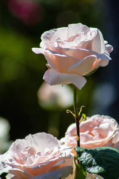 Primer Plano Vertical Una Rosa Jardín Jardín Flores Con Fondo — Foto de Stock