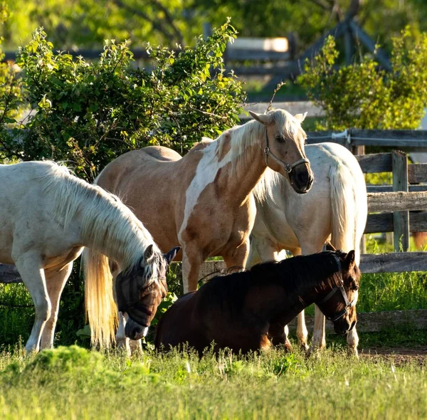 農場の緑の草の上の馬のグループ — ストック写真