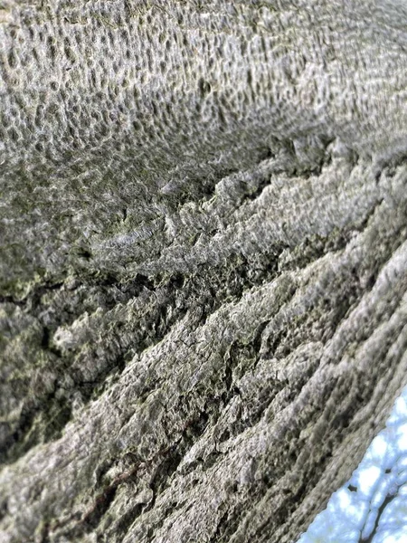 Детали Текстуры Коры Дерева — стоковое фото