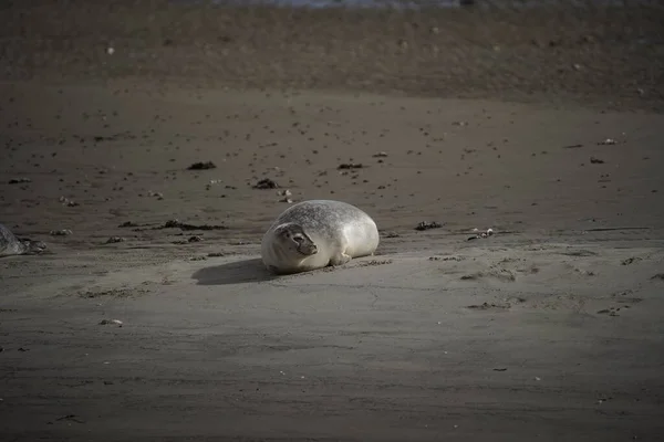 Een Selectieve Zeehond Phoca Vitulina Een Zandstrand — Stockfoto