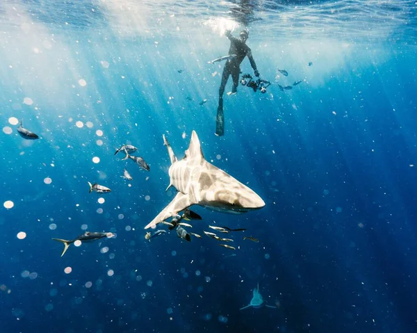 Ein Taucher Schwimmt Mit Einem Hai Blauen Wasser — Stockfoto