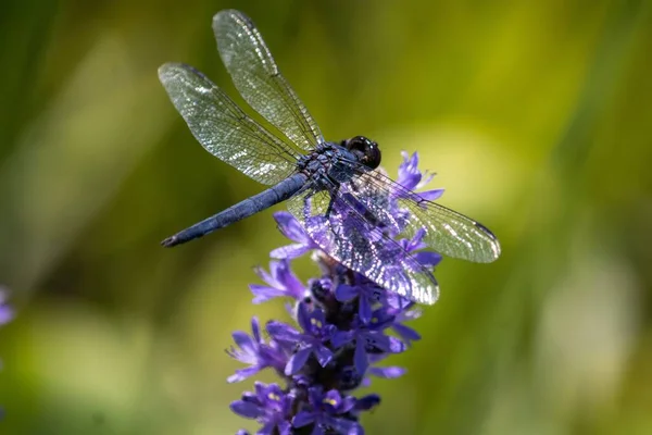 Una Macro Toma Una Libélula Sobre Flores Púrpuras Jardín — Foto de Stock