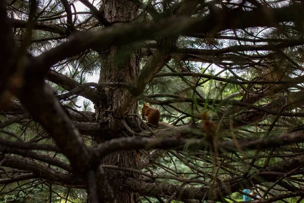 木の枝が食べる可愛い茶色のリス — ストック写真