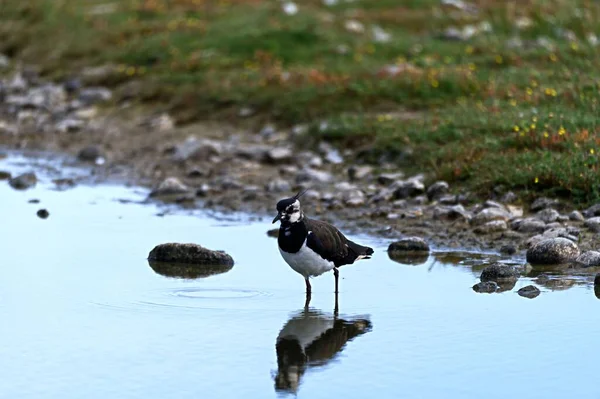 Uccellino Piedi Nell Acqua Pulita Trasparente — Foto Stock