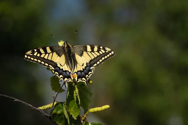 Prise Vue Macro Papillon Swallowtail Sur Une Feuille Plante Dans — Photo