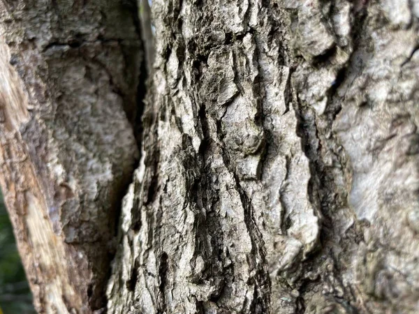 Close Uma Textura Casca Árvore Com Detalhes — Fotografia de Stock