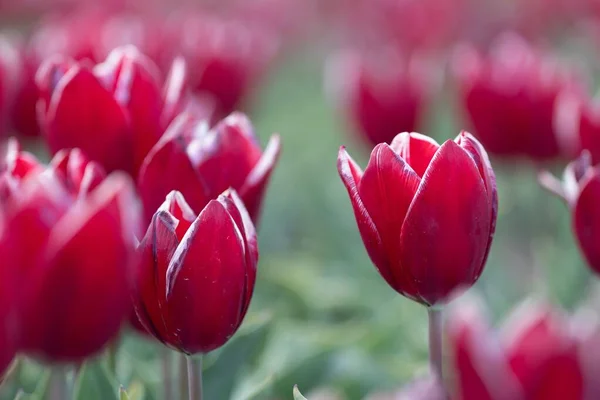 Tiro Seletivo Uma Tulipa Vermelha Prado — Fotografia de Stock