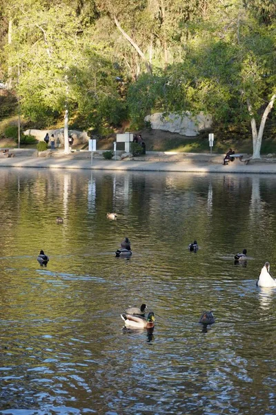 Eine Vertikale Aufnahme Von Enten Die Einem Teich Des Kenneth — Stockfoto