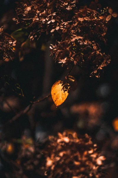 나무에 매달려 나뭇잎의 — 스톡 사진