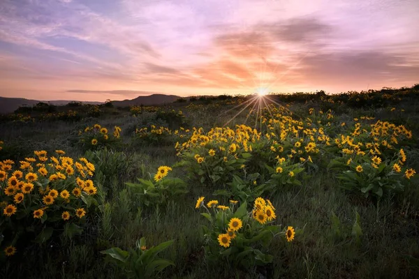 Krajina Výhledem Balsamroot Columbia River Gorge Usa — Stock fotografie