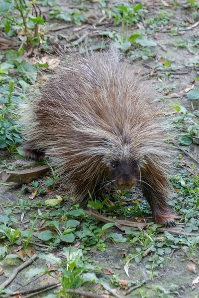 Vertical Shot Porcupine Spaycific Zoo Spay Sarthe France — Stock Photo, Image