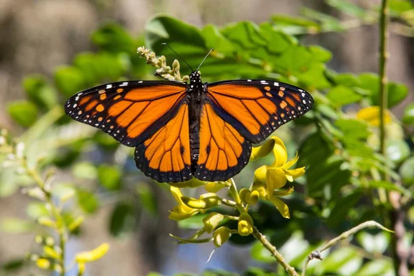 Plan Rapproché Papillon Orange Noir Sur Fleur — Photo