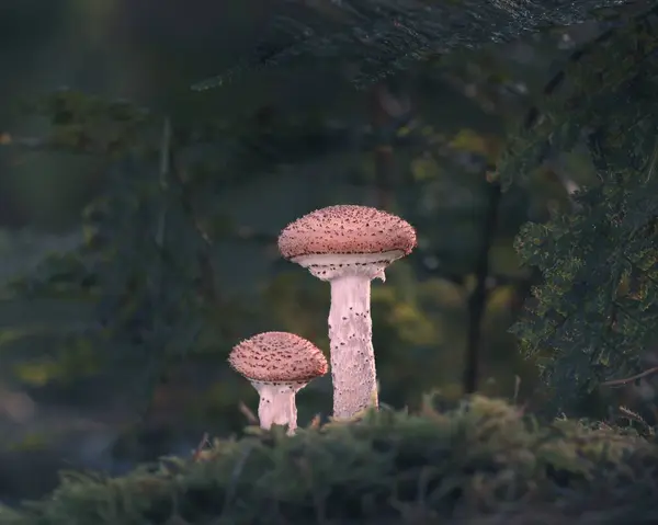 Närbild Blushers Skog — Stockfoto