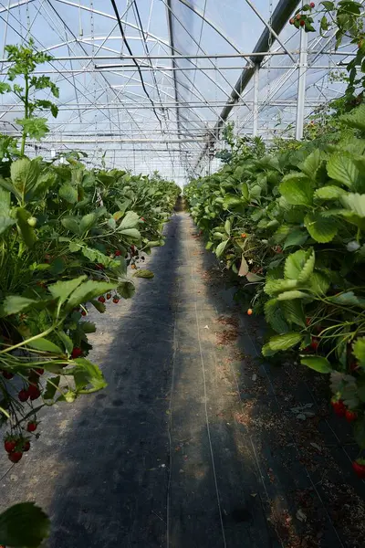 Eine Vertikale Aufnahme Einer Reihe Zwischen Erdbeerpflanzen Einem Gewächshaus — Stockfoto