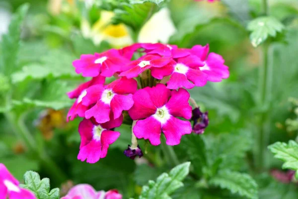 庭の紫色の花瓶 ベルベナ のクローズアップ — ストック写真