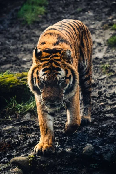 Ein Vertikaler Schuss Des Großen Tigers Der Durch Das Feld — Stockfoto