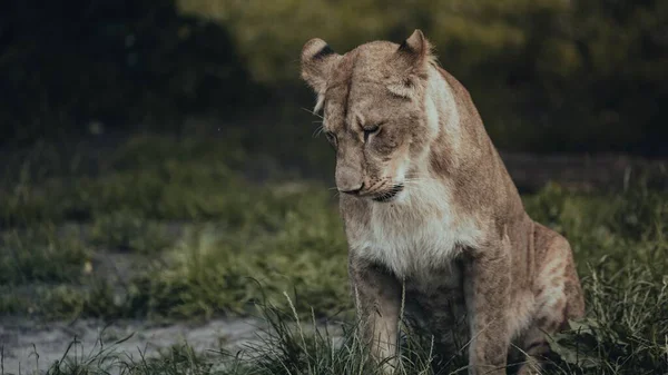 Shallow Focus Female Asiatic Lion Sitting Grass Looking Sad Face — Stock Photo, Image