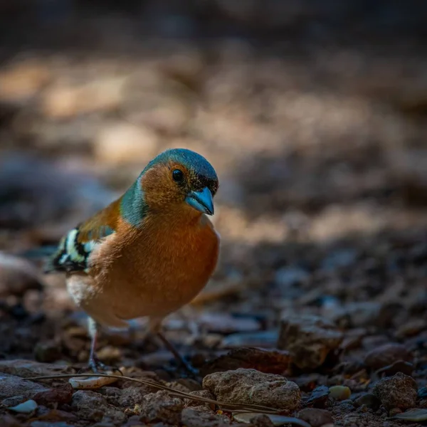 Primo Piano Fringuello Comune Fringilla Coelebs — Foto Stock