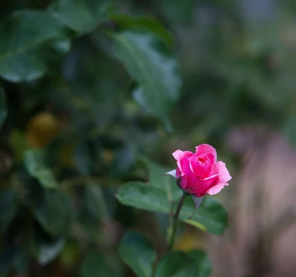 Zbliżenie Ujęcie Różowej Róży Kwitnącej Ogrodzie — Zdjęcie stockowe