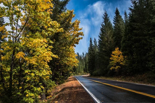 Uma Estrada Asfalto Cercada Por Belas Árvores Dia Ensolarado — Fotografia de Stock