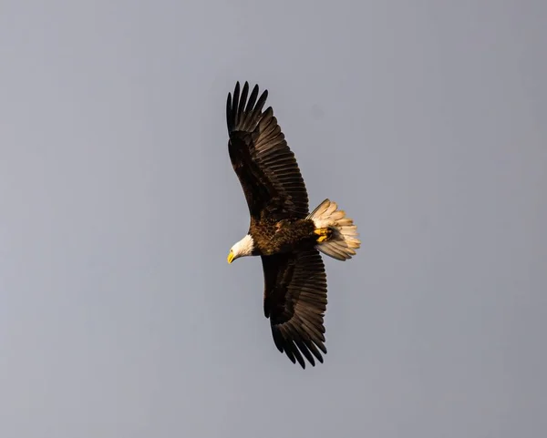 Nahaufnahme Eines Schönen Seeadlers Der Auf Einem Grauen Himmelshintergrund Fliegt — Stockfoto