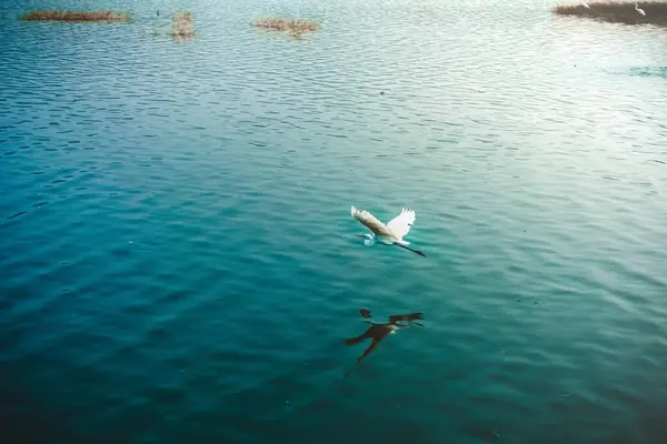 Suyun Üzerinde Uçan Büyük Bir Balıkçıl Balığının Yakın Çekimi — Stok fotoğraf