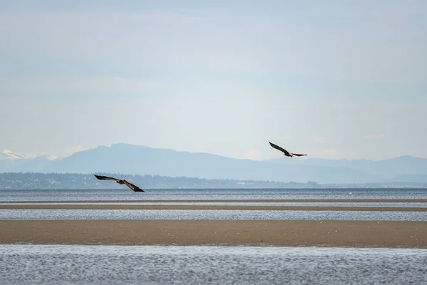 Dos Águilas Volando Sobre Mar Fondo Las Montañas Horizonte —  Fotos de Stock
