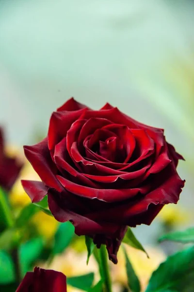 Ένα Κάθετο Πλάνο Ενός Κόκκινου Τριαντάφυλλου Που Μεγαλώνει Έναν Κήπο — Φωτογραφία Αρχείου