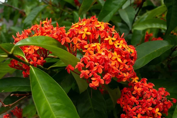 Eine Nahaufnahme Orangefarbener Ashoka Blumen Saraca Asoca — Stockfoto