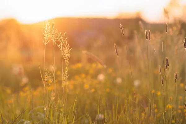 Une Belle Prairie Avec Des Fleurs Sauvages Des Plantes Sous — Photo