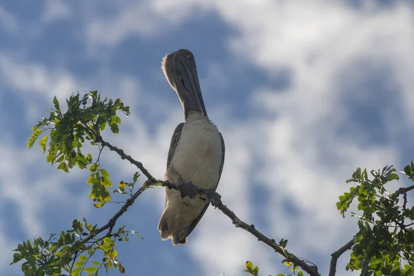 Closeup Gray Pelican Preening Tree Branch Skyscape Background — Stock Photo, Image