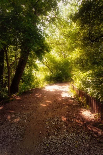 緑の森の中の細い道の眺め縦 — ストック写真