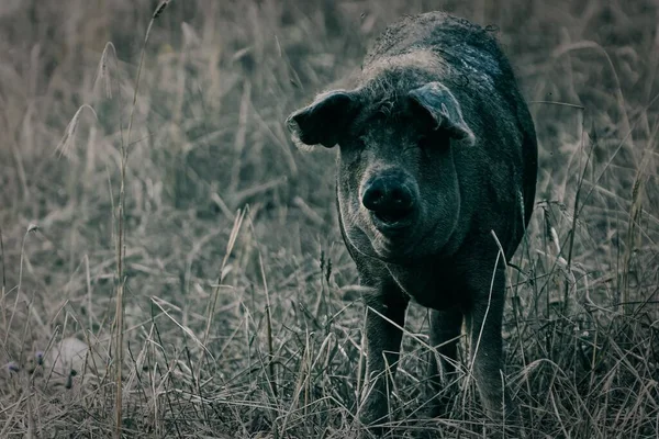 Schwein Auf Einem Feld Frisst Sachen — Stockfoto