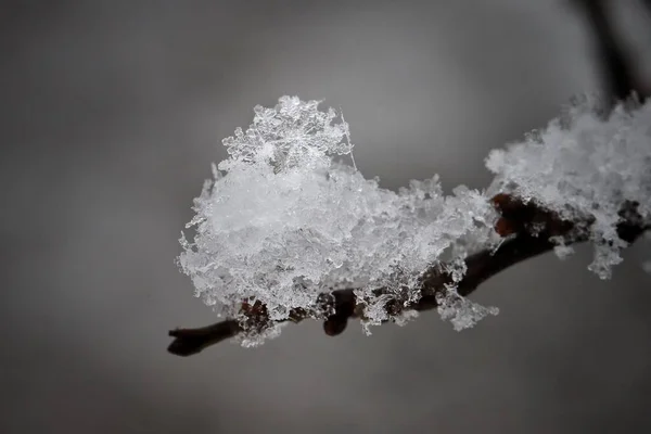 Tiro Close Flocos Neve Galho Árvore Molhada Inverno — Fotografia de Stock