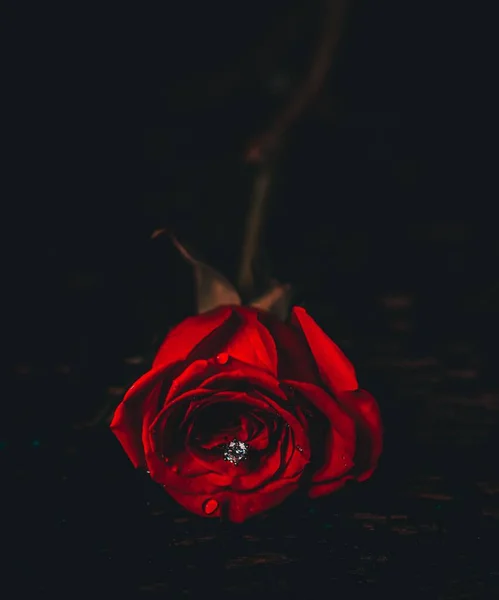 Close Uma Rosa Vermelha Com Uma Amêndoa Meio Escuridão — Fotografia de Stock