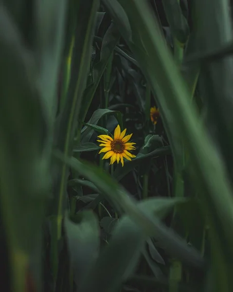 Vertical Shot Sunflowers Grassy Background — Stock Photo, Image