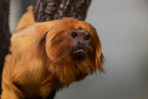 Ett Gyllene Lejon Tamarin Hängande Från Ett Träd — Stockfoto