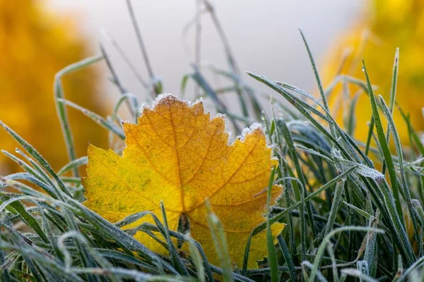Sarı Asma Yaprağının Seçici Bir Görüntüsü Sabahleyin Yeşil Çimlerin Üzerinde — Stok fotoğraf