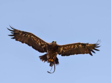 Geniş açık kanatları olan açık mavi gökyüzünde uçan dev bir kartalın yakın plan çekimi.