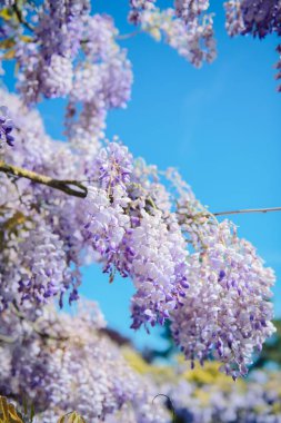 Baharda Çin salkımının çiçek açan muhteşem dikey çekimi.