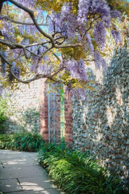 Dikey çekim, bahçedeki bir salkımın güzel açan mor çiçekleri.