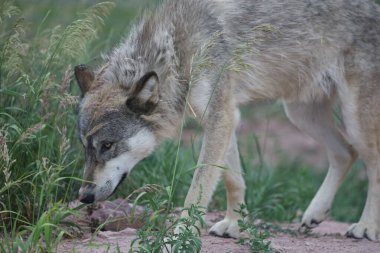 Bulanık arka planda güzel bir kurdun yakın plan çekimi.